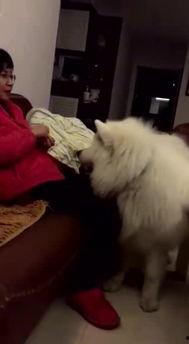 狗狗吃瓜吐瓜子