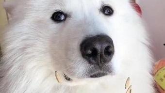 狗狗吃瓜吐瓜子