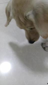 狗狗吃瓜吐瓜子