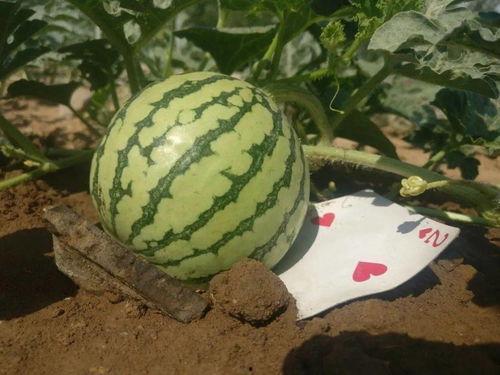 生日吃瓜,揭秘娱乐圈明星们的甜蜜“瓜”事