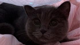 小猫吃瓜搞笑,萌态可掬引网友爆笑