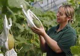 农妇吃瓜,体验丰收喜悦