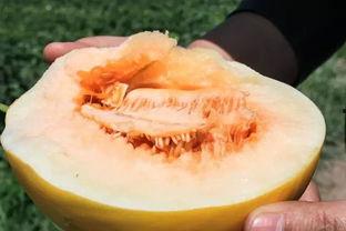 吃甜甜蜜瓜视频,揭秘夏日消暑美食的甜蜜诱惑