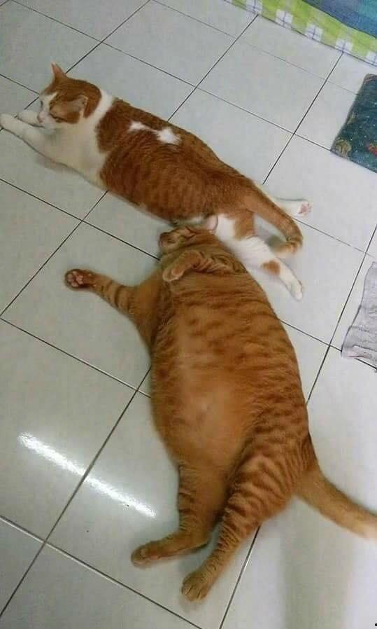 吃瓜大胖橘,瓜界新宠的崛起之路