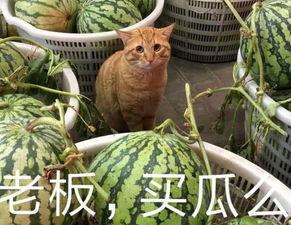 吃瓜大胖橘,瓜界新宠的崛起之路