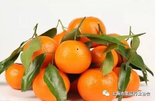 吃瓜大胖橘,瓜界新宠的崛起之路