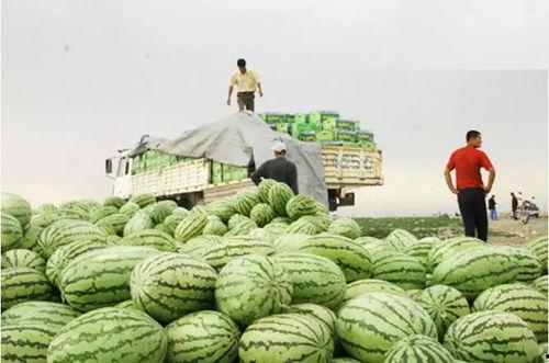 牧南吃瓜事件,揭秘网络舆论的狂欢与反思