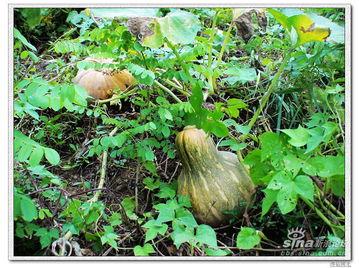 牧南吃瓜事件,揭秘网络舆论的狂欢与反思