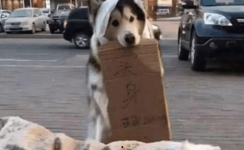 吃瓜群众小狗,揭秘娱乐圈背后的真实故事