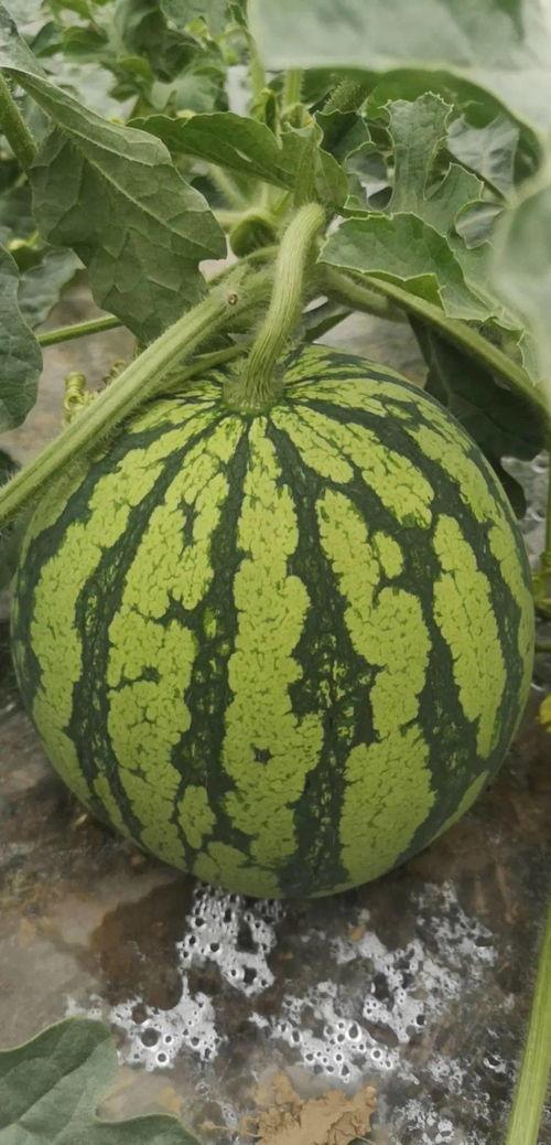 舟山家族吃瓜,瓜田里的欢乐时光