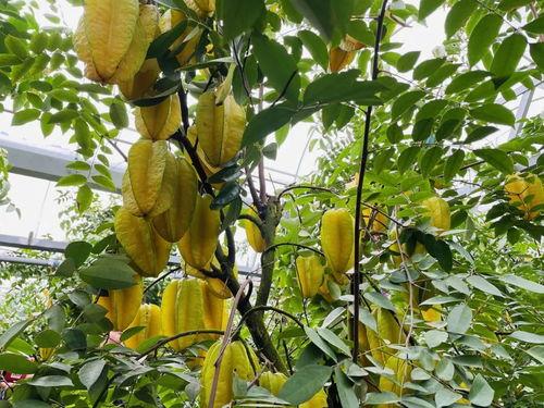 舟山家族吃瓜,瓜田里的欢乐时光