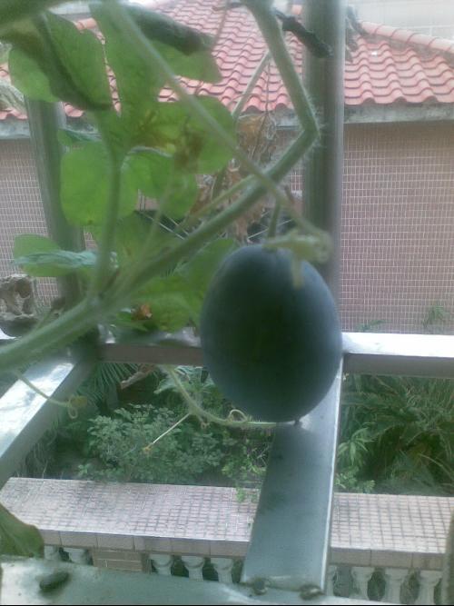 落阳吃瓜,揭秘瓜农的甜蜜生活