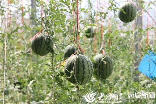 邹城最新吃瓜事件视频,视频揭秘惊人真相！