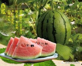 逛瓜园有吃瓜的没有,品味甜蜜，共享悠闲时光