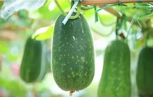 吃瓜时吞了颗瓜米,一场吃瓜引发的“小插曲”