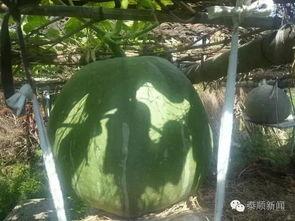 吃瓜时吞了颗瓜米,一场吃瓜引发的“小插曲”