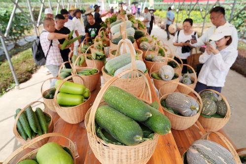 广州财校吃瓜,揭秘校园吃瓜背后的故事