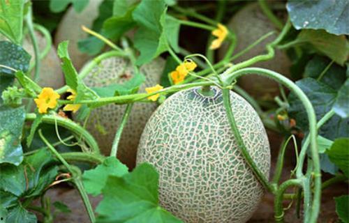 纪瑾年吃瓜系统,揭秘娱乐圈幕后风云