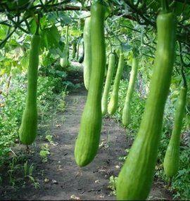 邯郸西湖村吃瓜,瓜香四溢的乡村美食之旅