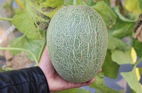 小伙吃哈密瓜,小伙畅享哈密瓜的甜蜜时光