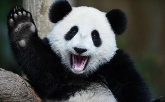 大熊猫吃瓜技巧,解锁国宝的悠闲生活秘诀
