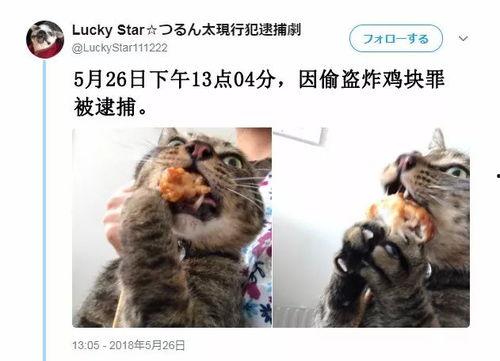 猫博主和吃瓜博主吵架