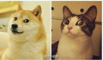 猫博主和吃瓜博主吵架  第2张