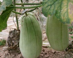 宝宝可以吃脆瓜吗