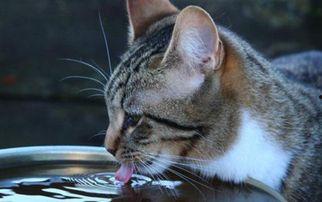 猫咪喝水吃瓜视频,喝水吃瓜两不误，萌态十足！  第1张