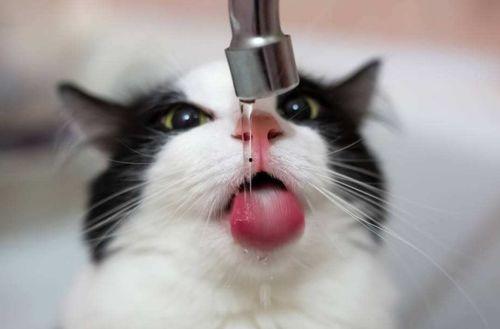 猫咪喝水吃瓜视频,喝水吃瓜两不误，萌态十足！  第3张