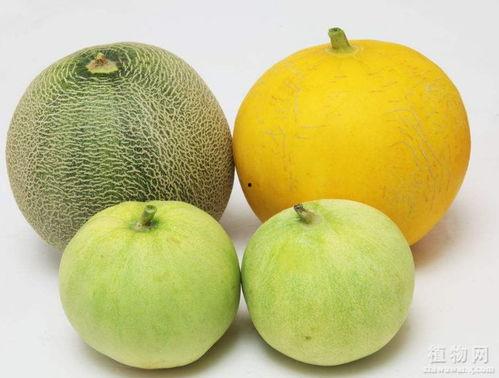 吃瓜喇嗓子,揭秘娱乐圈背后的真相与八卦  第2张