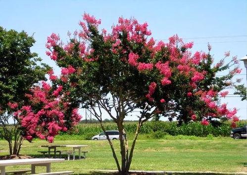 紫薇吃瓜博主  第2张