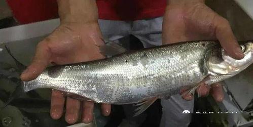 鱼咯吃瓜拉,探寻自然和谐共生的美好画卷  第3张