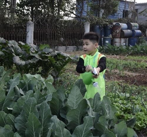 吃瓜群众菜角,揭秘“吃瓜群众”菜角的趣味生活