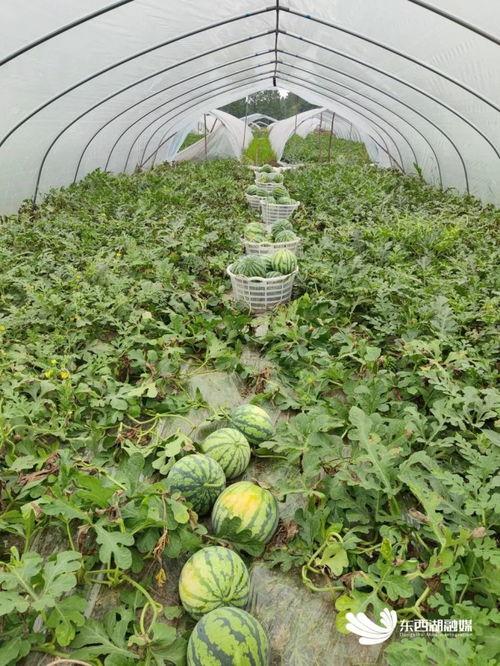 吃瓜不如赏花  第2张