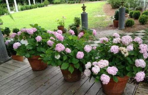 吃瓜不如赏花  第3张