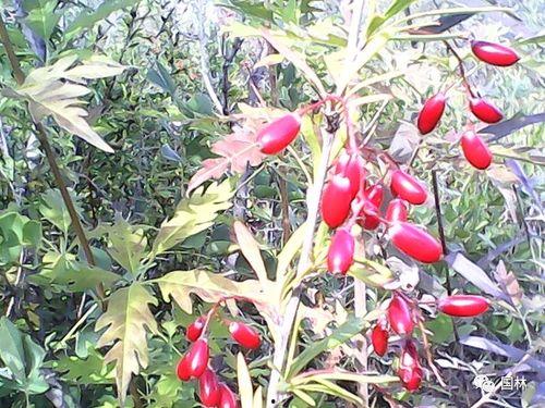 滦平瓜园吃的,瓜果飘香，味蕾盛宴  第2张