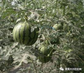 滦平瓜园吃的,瓜果飘香，味蕾盛宴  第3张