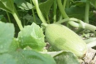 吃瓜的小新疆,趣味横生的美食探索之旅  第3张