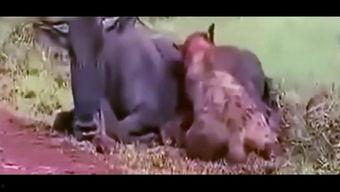 吃货吃瓜小视频下载,一场视觉与味蕾的双重盛宴