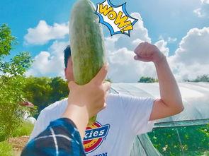 梦见送瓜人吃瓜,送瓜人引出的瓜界传奇  第2张