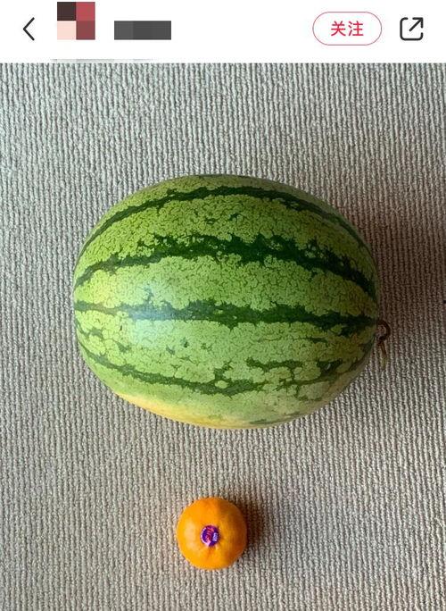 贵阳吃瓜人多吗,贵阳“吃瓜群众”现象解析