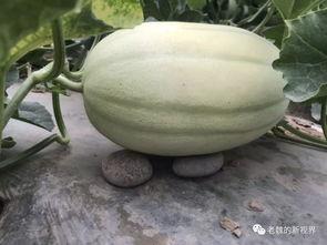 吃瓜路线黄  第1张