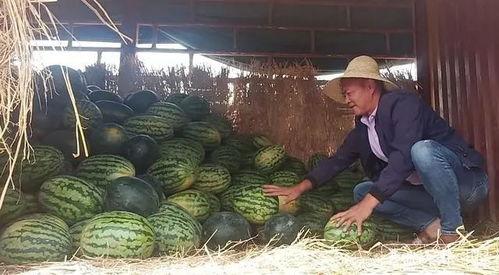 吃瓜群众和瓜农,一场甜蜜的瓜界风云  第3张